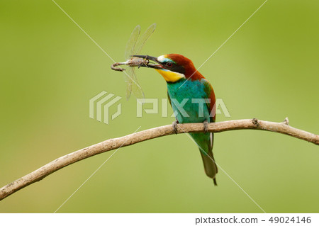 European Bee-eater, Merops apiaster European Bee-eater, Merops apiaster 49024146