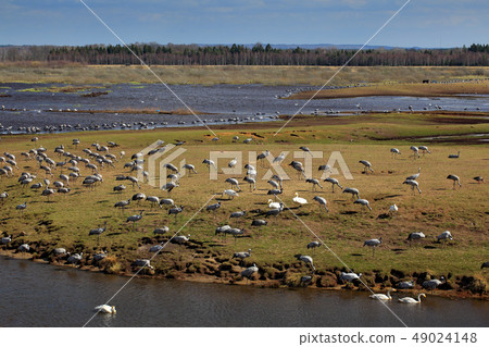 Common Crane, Grus grus, big bird in the nature 49024148