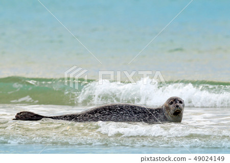 Animal in the water. Grey Seal, Halichoerus grypus Animal in the water. Grey Seal, Halichoerus grypus 49024149