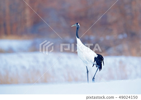 Japan crane in snow. 49024150