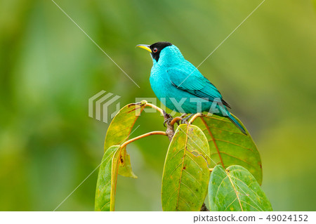 Green Honeycreeper, Chlorophanes spiza in jungle 49024152