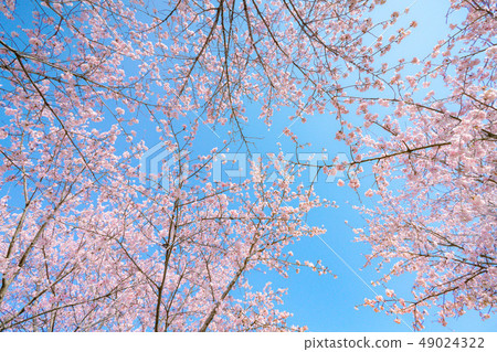 Cherry tree in full bloom  49024322