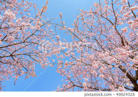 Cherry tree in full bloom  49024328