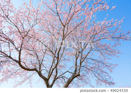 Cherry tree in full bloom  49024330