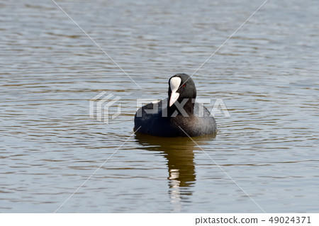 Cranesidae family Owan 49024371