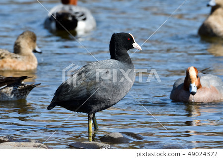 Cranesidae家庭Owan 49024372