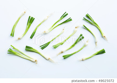 Green onions isolated on white Green onions isolated on white 49025072