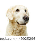 beautiful adult golden retriver dog on white background 49025296