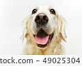 beautiful adult golden retriver dog on white background 49025304