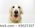 beautiful adult golden retriver dog on white background 49025307