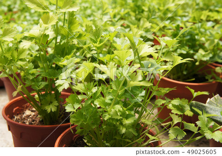 Apium graveolens grow inside small pot Apium graveolens grow inside small pot 49025605