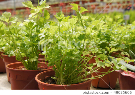 Apium graveolens grow inside small pot Apium graveolens grow inside small pot 49025606