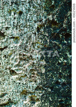 Bark tree old asia forest texture sri lanka Bark tree old asia forest texture sri lanka 49025608