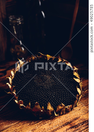 Dry sunflower head Dry sunflower head 49025785