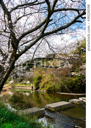Cherry blossoms along the Nakagawa River Cherry blossoms along the Nakagawa River 49026096