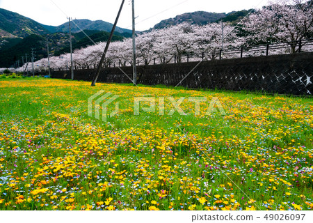 Flower field of Naga bypass 49026097