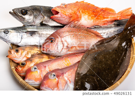 Assorted fish Assorted fish 49026131