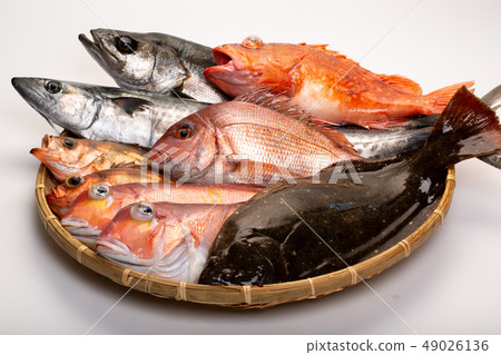 Assorted fish Assorted fish 49026136