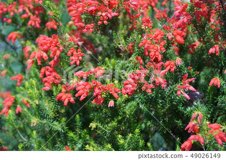 Erika Winterfire花語言是“幸福的愛” 49026149