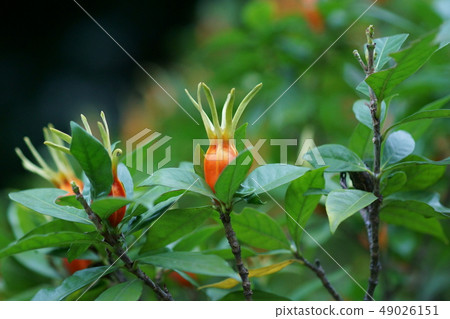 Dumplings Vibrant Gardenia Seeds 49026151