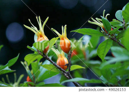 餃子充滿活力的梔子種子 49026153