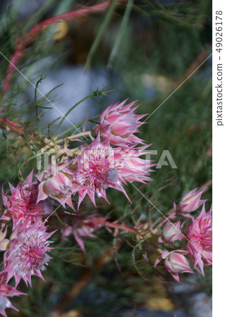 Celia pretty pink flower language is "pretty heart" 49026178