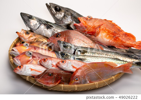 Various fish Various fish 49026222