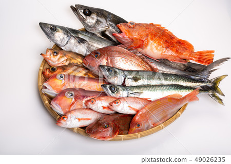各種魚 各種魚 49026235