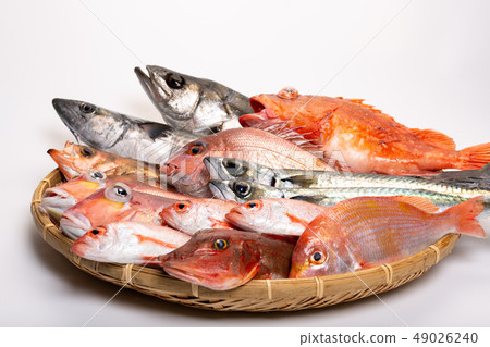 各種魚 各種魚 49026240