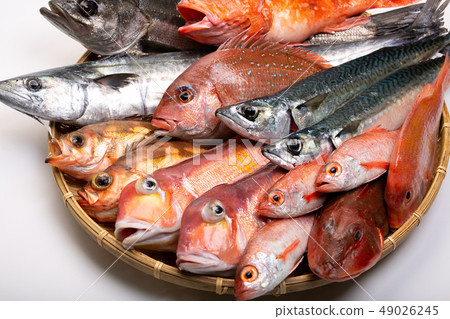 各種魚 49026245
