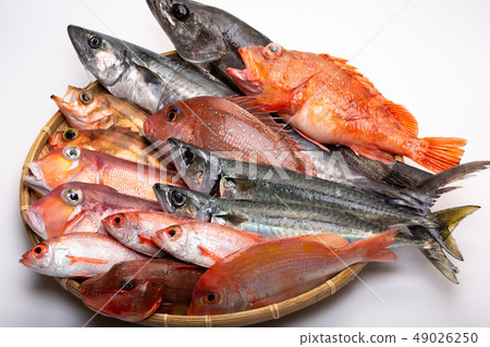 Various fish Various fish 49026250
