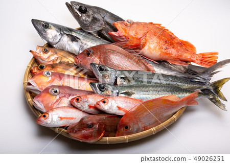 各種魚 49026251