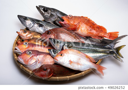 各種魚 49026252