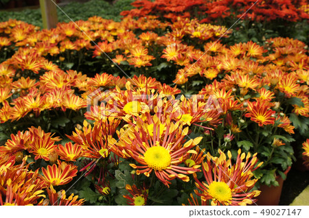 Chrysanthemum flowers in plant nursery 49027147