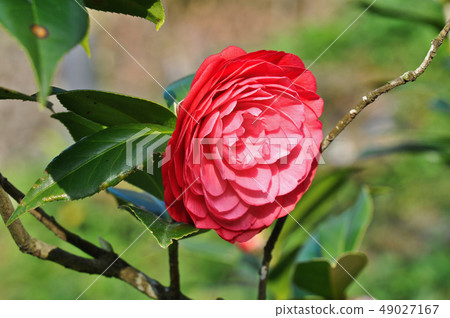 Sancha Flower Sancha Tea Flower Taiwan Camellia Camellia Camellia 49027167