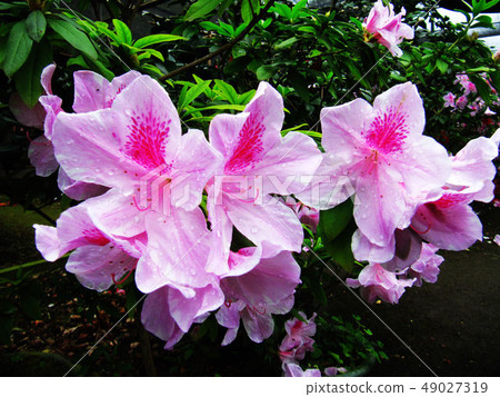 花果植物 花果植物 49027319