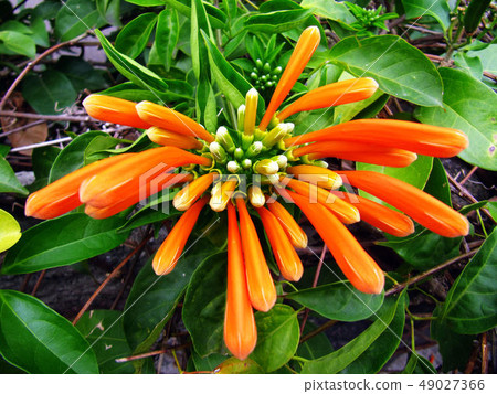 Flower and fruit plant 49027366