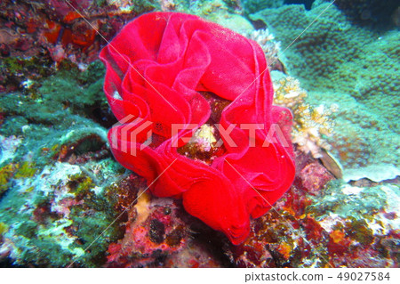 美麗的雞蛋 49027584