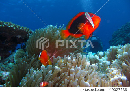 海夫婦 海夫婦 49027588