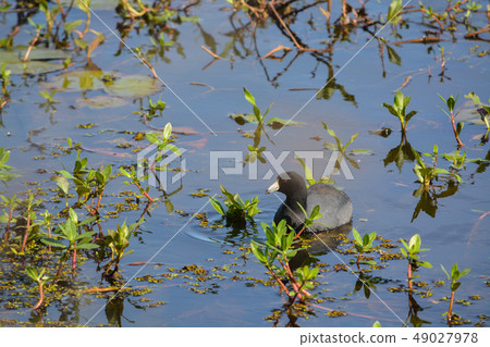 American Coot at Savannah National Wildlife Refuge American Coot at Savannah National Wildlife Refuge 49027978
