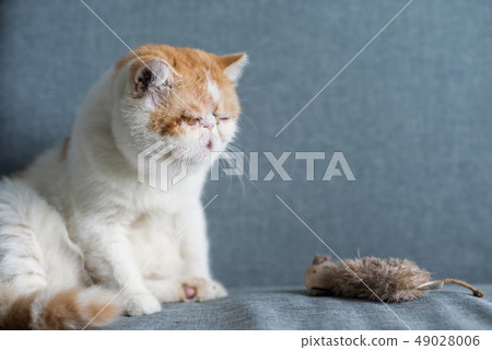 yellow Exotic shorthair cat and fake mouse yellow Exotic shorthair cat and fake mouse 49028006