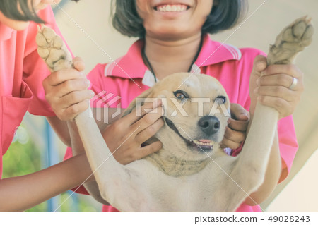 Teenage girl in a pink shirt is massaging her dog 49028243