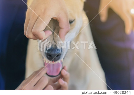 Teenage girl in a pink shirt is massaging her dog 49028244