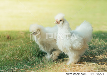 A couple Silkie hens walk and finding food A couple Silkie hens walk and finding food 49028271