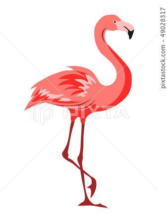 Illustration of pink flamingo. Tropical exotic bird on white background. Illustration of pink flamingo. Tropical exotic bird on white background. 49028317