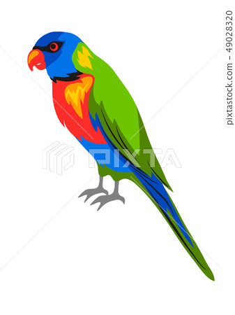 Illustration of rainbow lorikeet. Tropical exotic bird on white background. Illustration of rainbow lorikeet. Tropical exotic bird on white background. 49028320