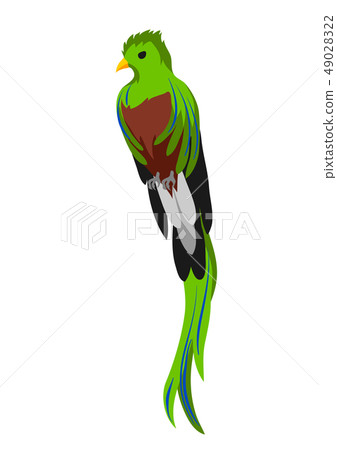 Illustration of quetzal. Tropical exotic bird on white background. Illustration of quetzal. Tropical exotic bird on white background. 49028322
