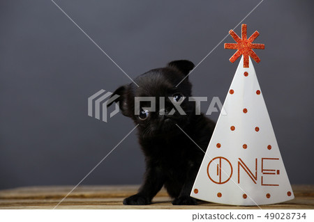 puppy party mask wooden table  49028734