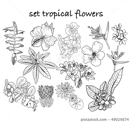 collection of hand drawn tropical flowers, leaves 49029874