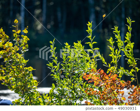 Green and yellow branches on the background of the Green and yellow branches on the background of the 49030931
